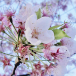 Cherry Blossoms